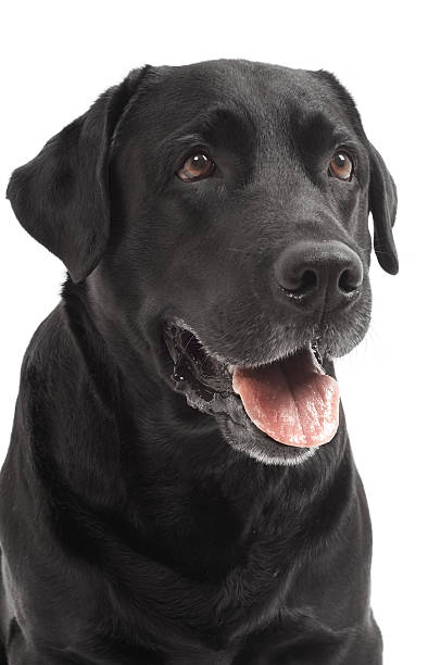 istock close-up Black Retriever Labrador Dog isolated 104680835
