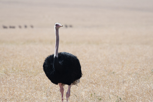 Four ostriches in the dessert of Namib Naukluft, Sossusvlei / Namibia.