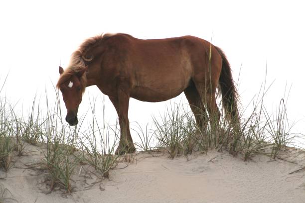 istock Dinner for one in the Outer Banks Dunes 1046817272