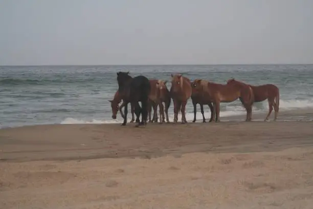Wild Horses in a pack on the beach at low tide, Corolla, North Carolina