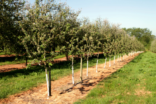 Ripe green apples at an orchard