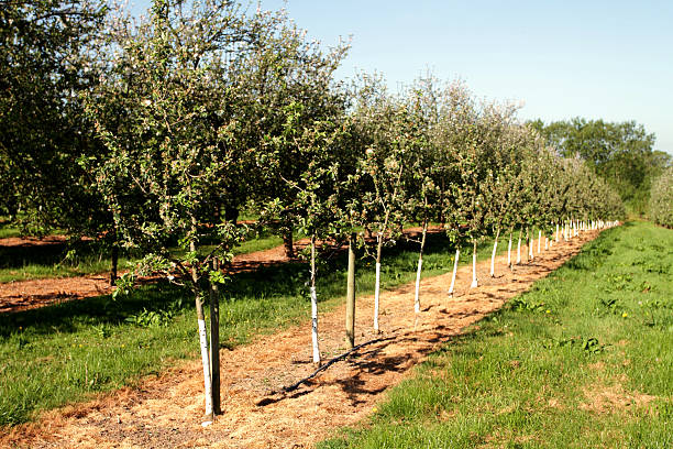 Young trees in a cider apple orchard stock photo