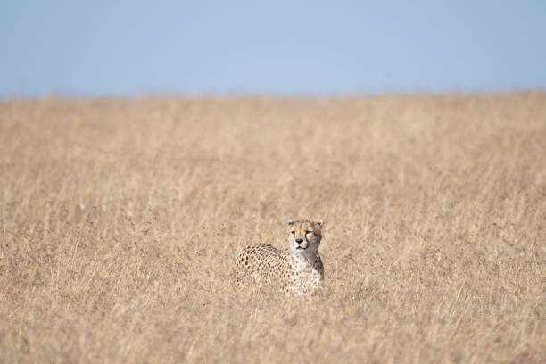 istock Cheetah in Masai Mara, Kenya. 1046819640