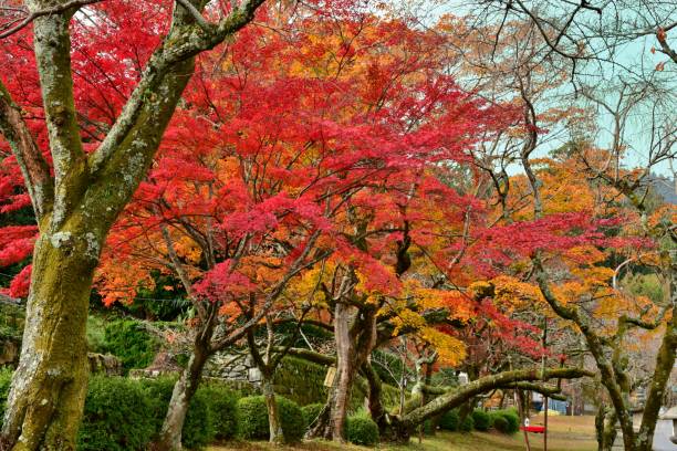 istock Autumn Foliage in Western Japan 1046819726