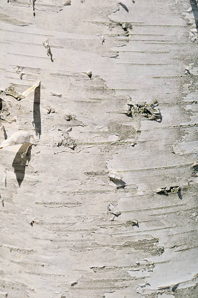 버치 나무껍질 - birch bark birch tree textured 뉴스 사진 이미지