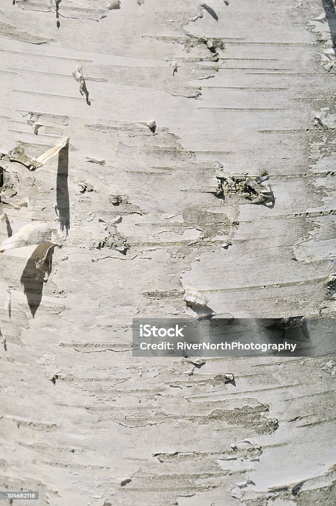 Березы Bark - Стоковые фото Берёза повислая роялти-фри