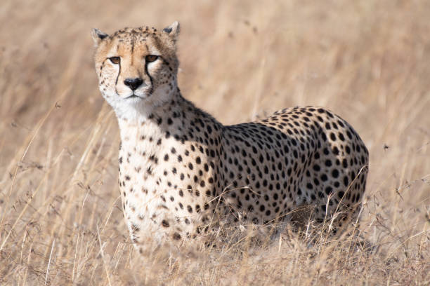 istock Cheetah in Masai Mara, Kenya. 1046822190
