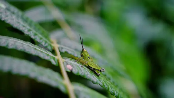 green grasshopper sitting on leaf, macro green grasshopper.