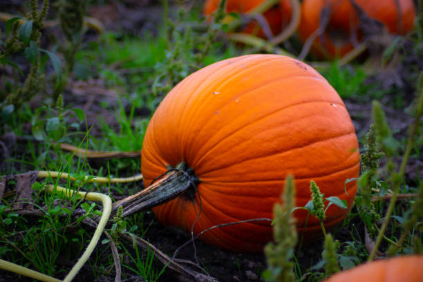 istock Pumpkins in a Wagon and Pumpkin Patch Closeups 1046822540