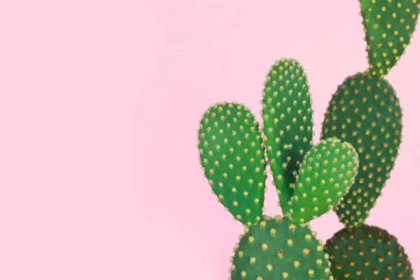 Polka dots cactus with pastel pink background