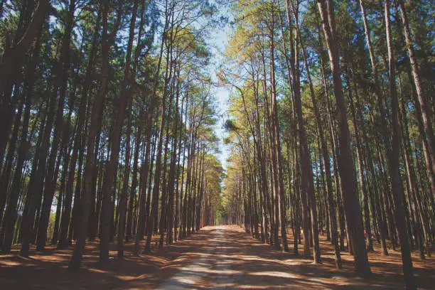 Pine forest. Caribbean pine (Pinus caribaea)  trees are long row. Pine park at Boa kaeo silvicultural research station (Suan son bor kaeo), Chiang Mai, Thailand