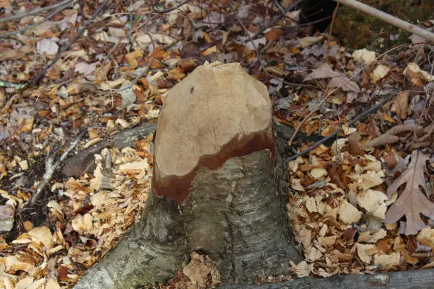 A tree stump in the park that has been chewed by beavers.