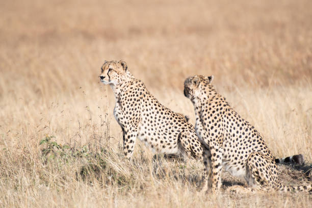 istock Cheetah in Masai Mara, Kenya. 1046830766