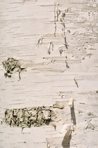 A closeup of a heart craved on the bark of an aspen tree against blurred background