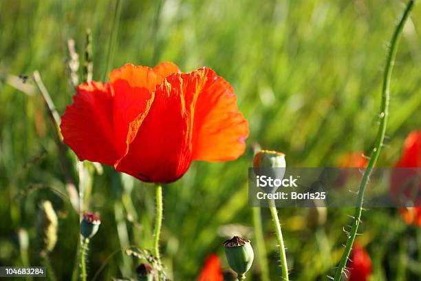 Papoila Vermelha - Fotografias de stock e mais imagens de Agricultura - Agricultura, Ao Ar Livre, Botânica - Ciência de plantas