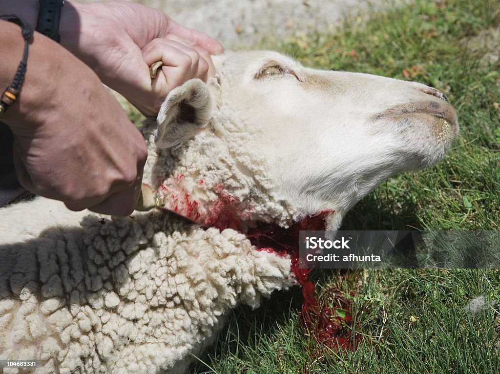 Mata de oveja - Foto de stock de Matar libre de derechos