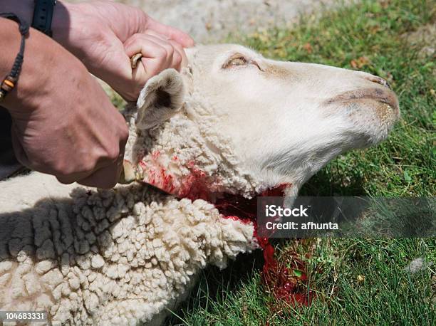 Mata De Oveja Foto de stock y más banco de imágenes de Matar - Matar, Cordero - Animal, Cuchillo - Arma