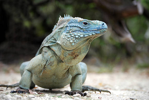 azul iguana en gran caimán - iguana azul fotografías e imágenes de stock