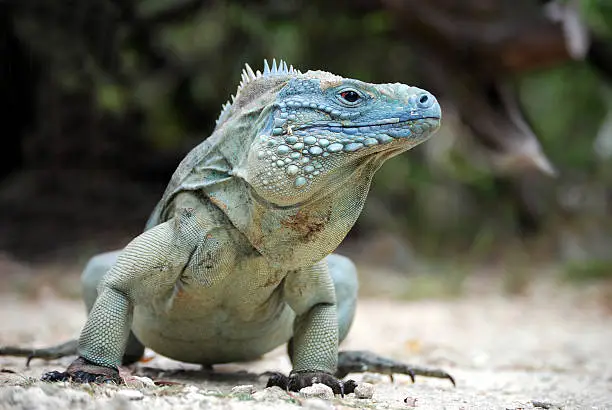 Photo of Blue iguana on Grand Cayman