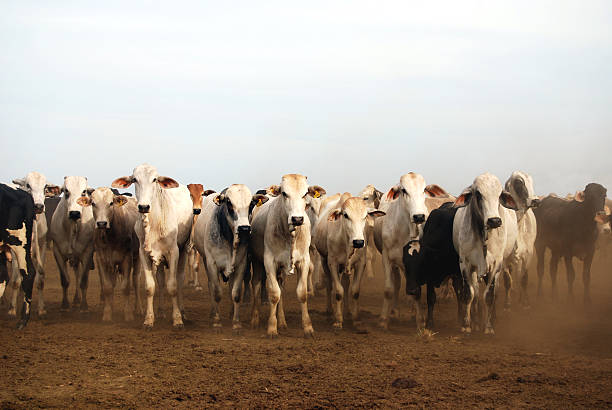 zébu dans un ranch du brésil - cow bull cattle beef cattle photos et images de collection