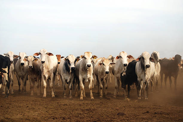 gado zebu em uma fazenda no brasil - boi brasil - fotografias e filmes do acervo