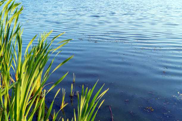 istock Background summer landscape with blue lake surface and reeds 1046844008
