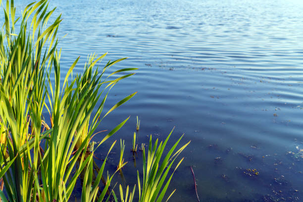 Background summer landscape with blue lake surface and reeds before sunset