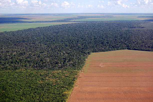 vue aérienne du fleuve amazone déforestation au brésil - deforestation photos et images de collection