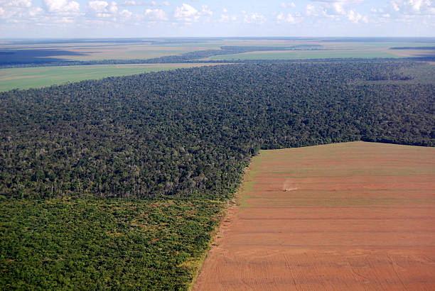 istock Aerial view of Amazon deforestation in Brazil 104684476