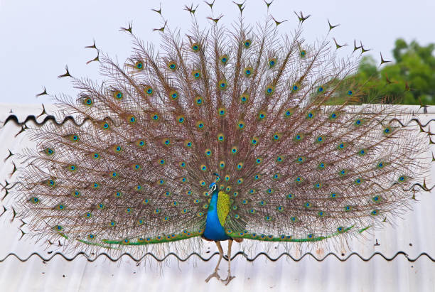 istock Peacock with fanned feathers 1046844792