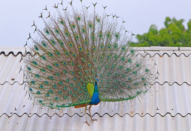 istock Peacock with fanned feathers 1046846062
