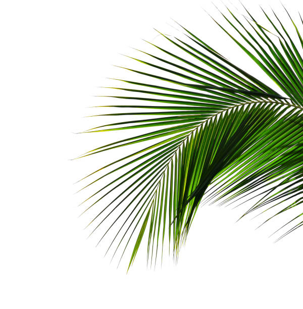 istock Tropical coconut palm leaf isolated on white background 1046851204