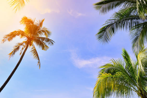 istock Tropical coconut palm tree on blue sky and sunlight background 1046851224