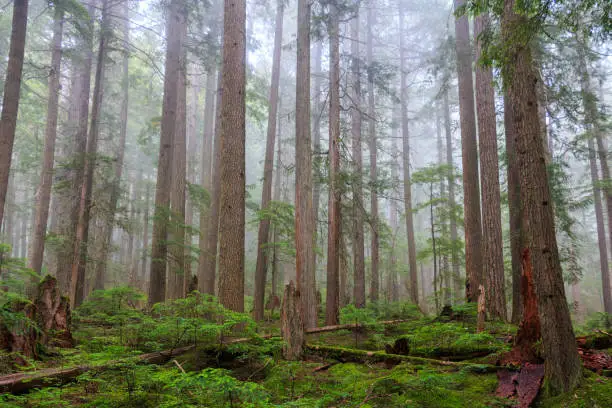 Mist covered in Western Red Cedar & Douglas Fir trees in Garibaldi Provincial Park