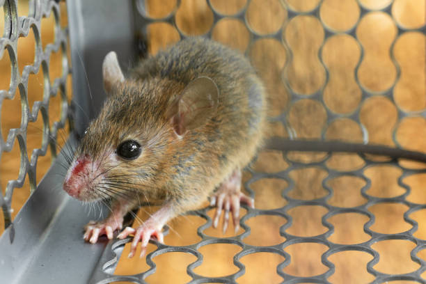 Mice trapped in a trap cage. Inside of rat traps. Mice trapped in a trap cage. Inside of rat traps. rodent trap stock pictures, royalty-free photos & images