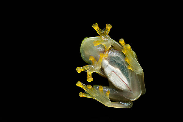 istock glass frog transparent amphibian amazon rainforest 104685948