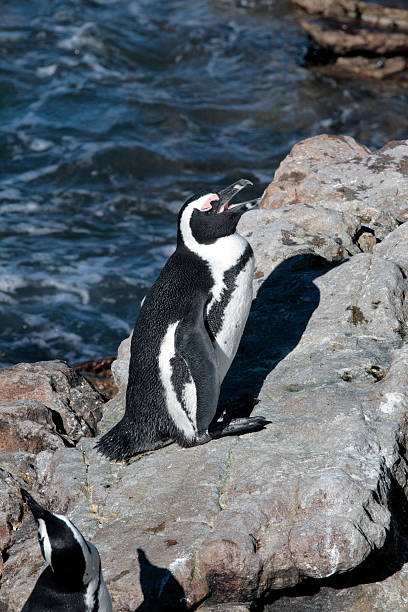 istock African penguin at Stony Point 104686231