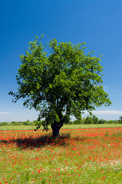 Tree among poppies stock photo