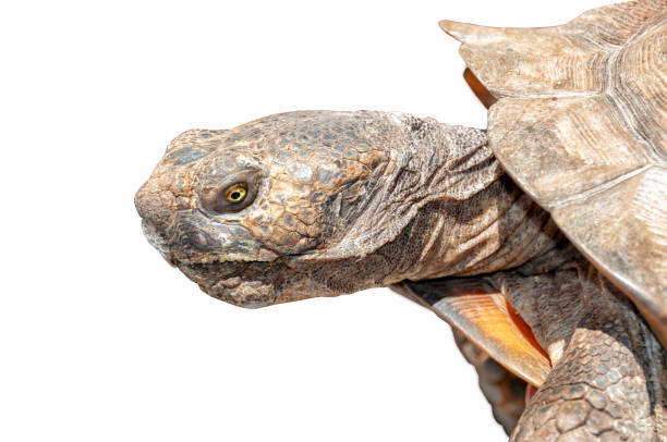 istock Tortoise closeup of head isolated on white background, clipping path 1046862614