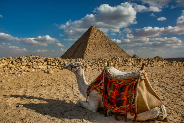 colorful camel with great pyramid background - egypt camel pyramid shape pyramid imagens e fotografias de stock