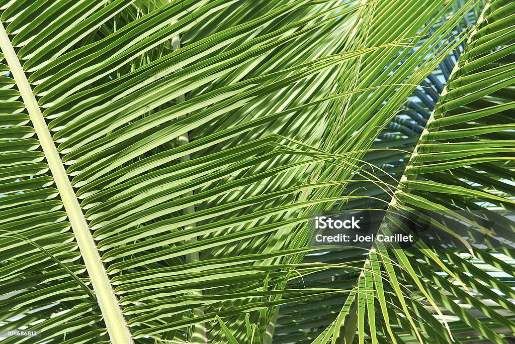 Palm Fronds detail Close-up of palm fronds in the tropics Beauty In Nature Stock Photo