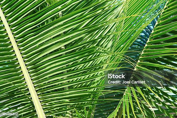Palm Fronds Detail Stock Photo - Download Image Now - Beauty In Nature, Botany, Branch - Plant Part