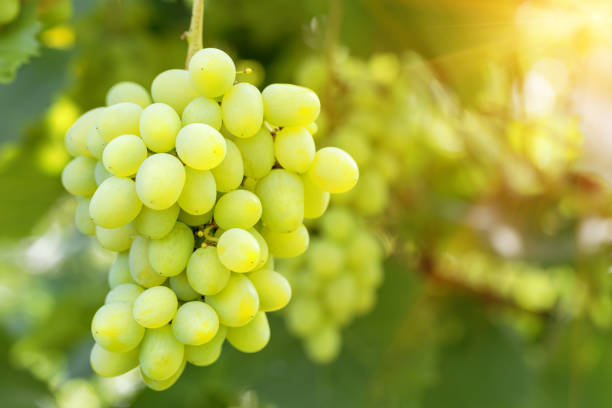 istock Bunch of ripe grapes on branch in bright sunlight 1046871982