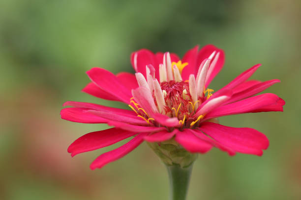 Pink zinnia flower over green backgrounds, close-up shot stock photo