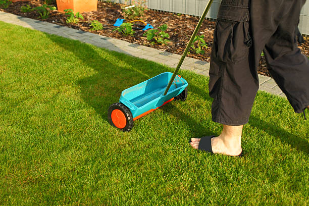 istock Gardening - fertilizing lawn 104687308