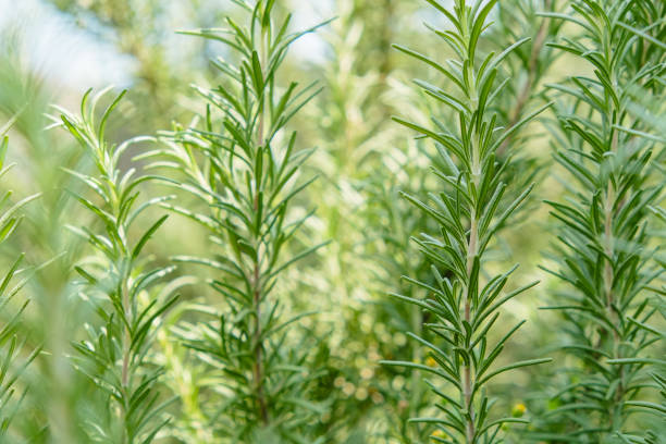 istock Wild rosemary in Asia. 1046874830