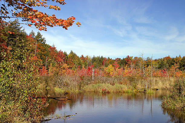 autumn pond stock photo