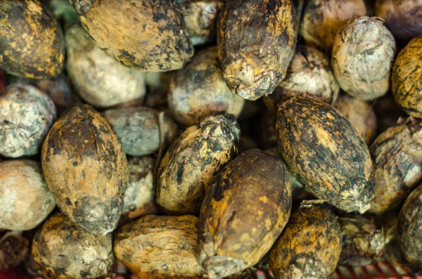istock Dried raw betel or areca nut.selective focus shot. image may contain grain and noise 1046875352
