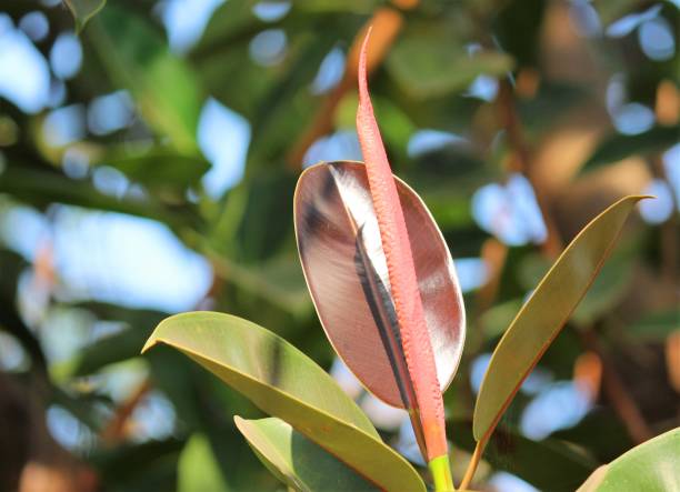 istock Leaves blossoms 1046886240