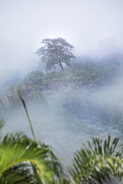 istock Tropic forest in rain and mist fog 1046891656